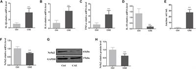 Lower Nr5a2 Level Downregulates the β-Catenin and TCF-4 Expression in Caerulein-Induced Pancreatic Inflammation